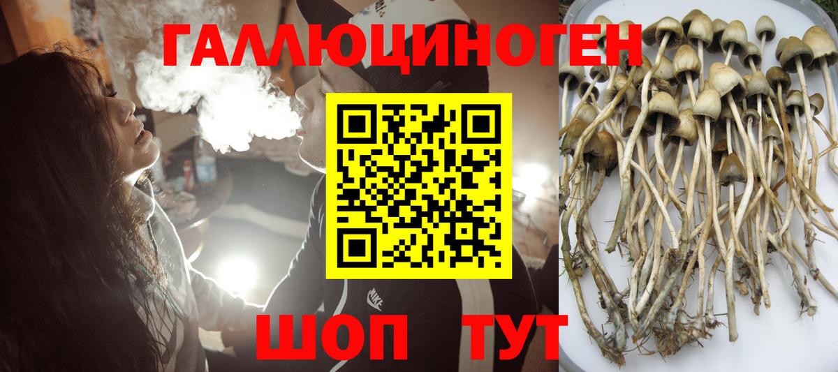 Ахтубинск  Псилоцибиновые грибы Cubensis  Вход с VPN 